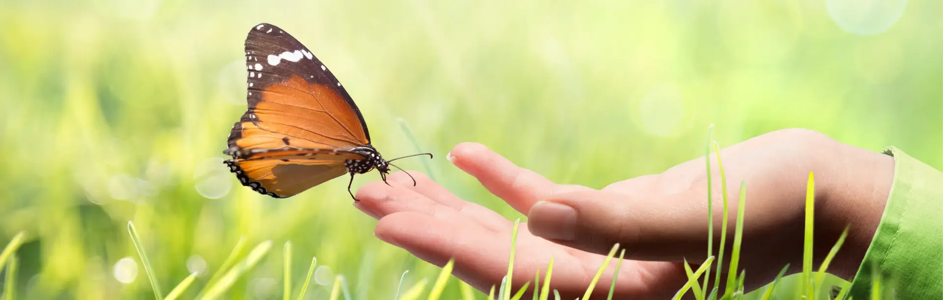 Aurobindo   Farma medicijnen gezondheid header